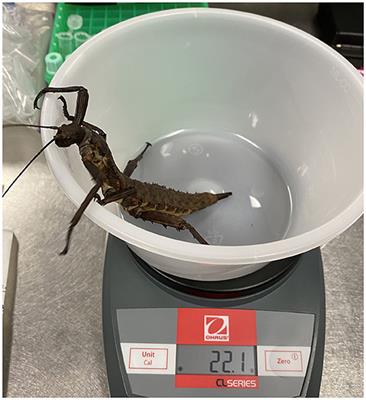 Development and Evaluation of a Serum Transfusion Process in the Thorny Devil Stick Insect (Eurycantha calcarata)